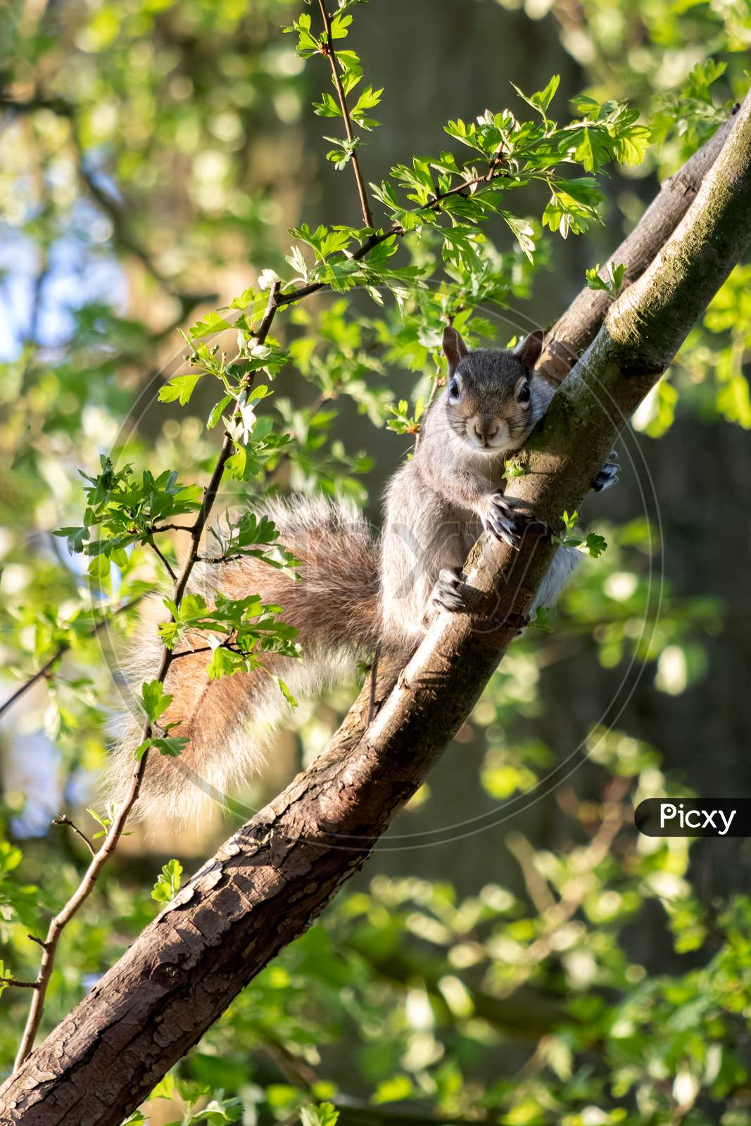 Grey Squirrel (Sciurus Carolinensis) Watching From A Tree