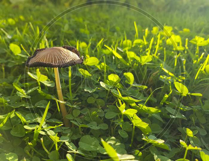 A Small Mushroom And A Green Grass
