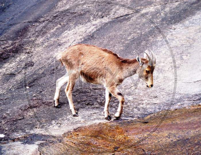 Eravikulam National Park, Nilgiri tahr or small deer. Wild mountain deer