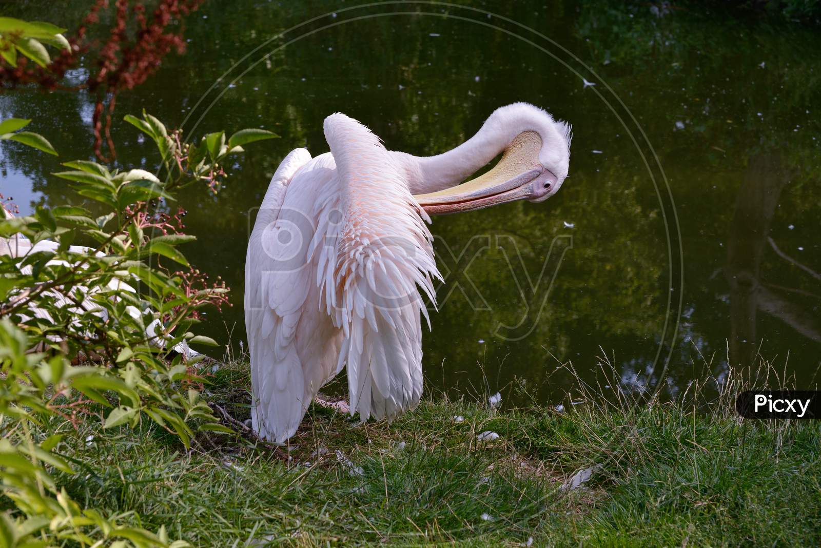 Great White Pelican (Pelecanus Onocrotalus) Preening By The Lake