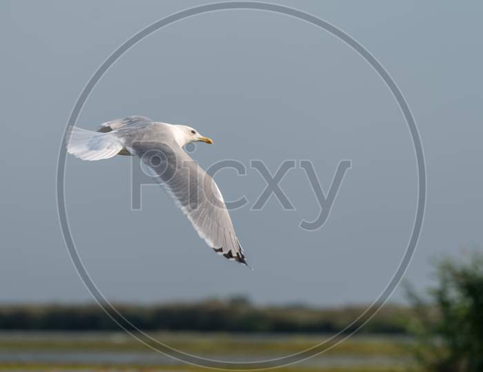 Seagull Flying Over The Danube Delta
