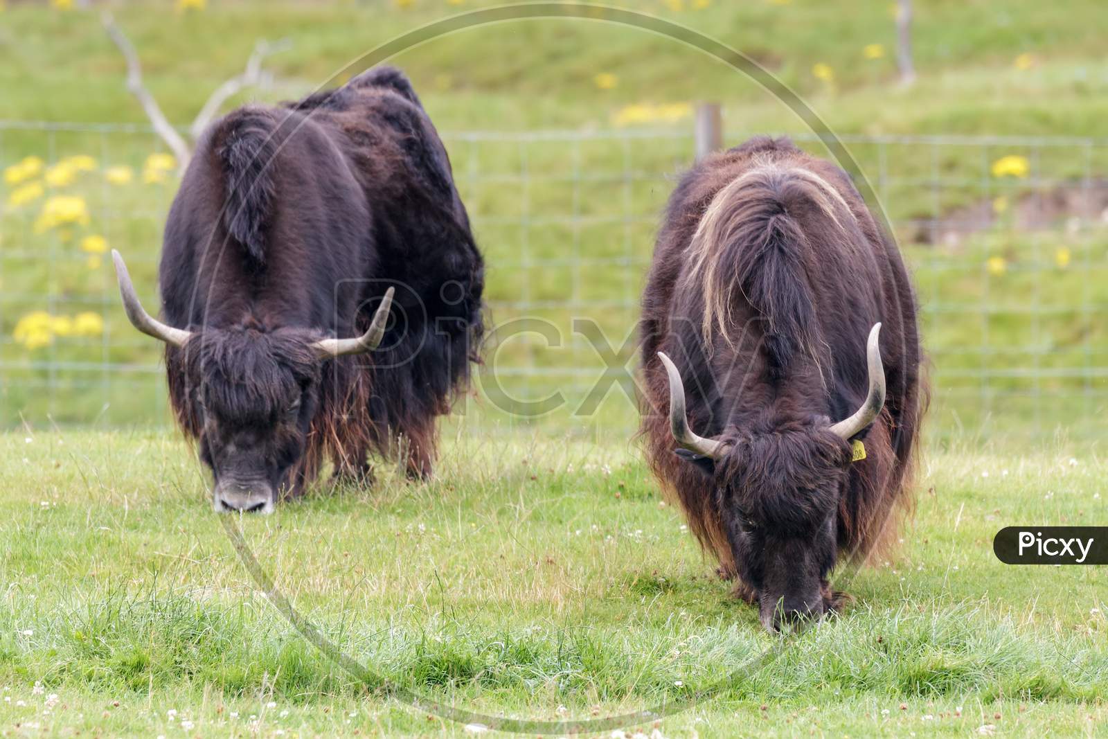 A Pair Of Yak (Bos Grunniens) Grazing
