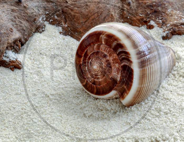 Cone Shaped Shell