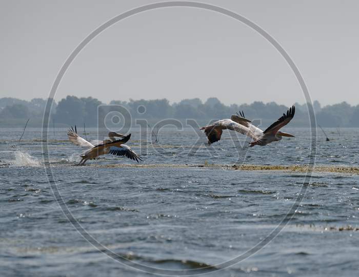 Great White Pelicans (Pelecanus Onocrotalus) Flying Over The Danube Delta