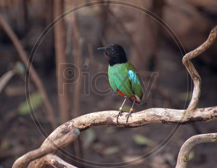 Hooded Pitta (Pitta Sordida) Resting On A Branch