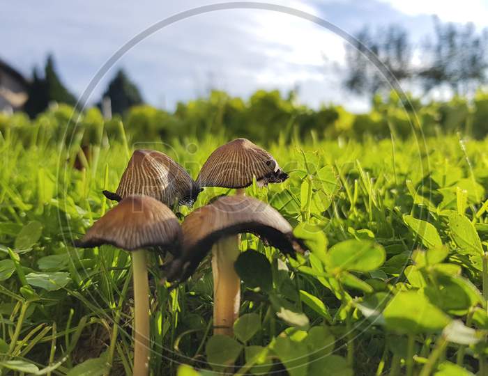 A Small Mushrooms And A Green Grass
