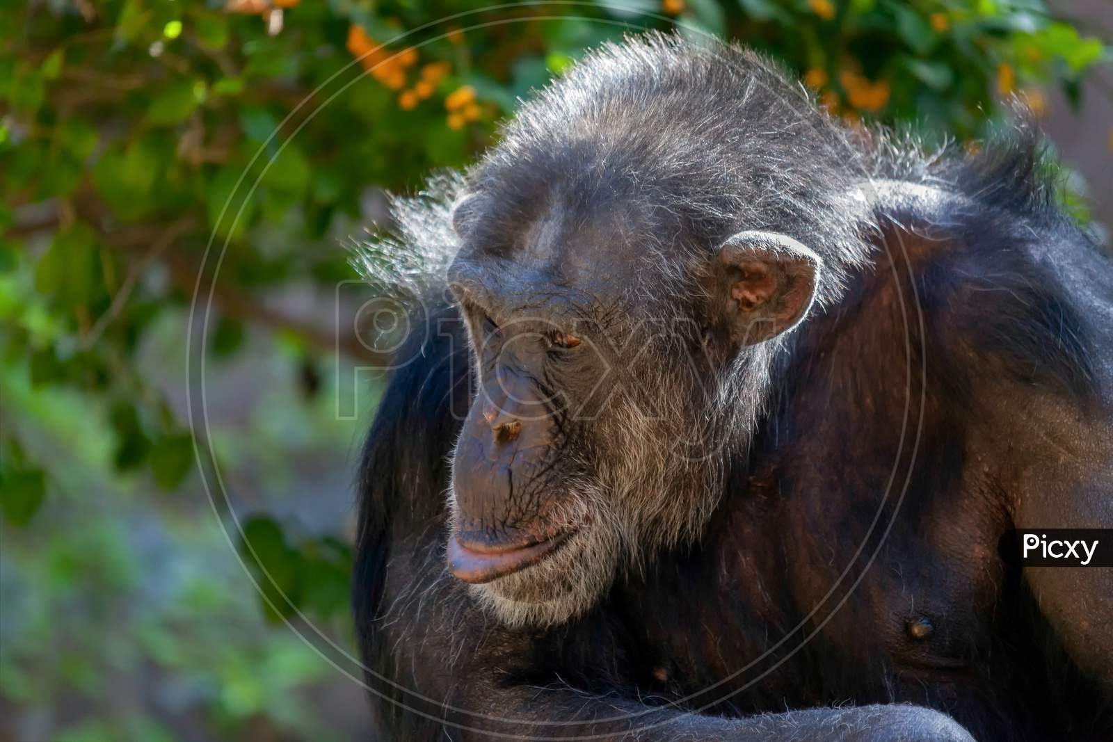 Chimpanzee Sitting In A Zoo