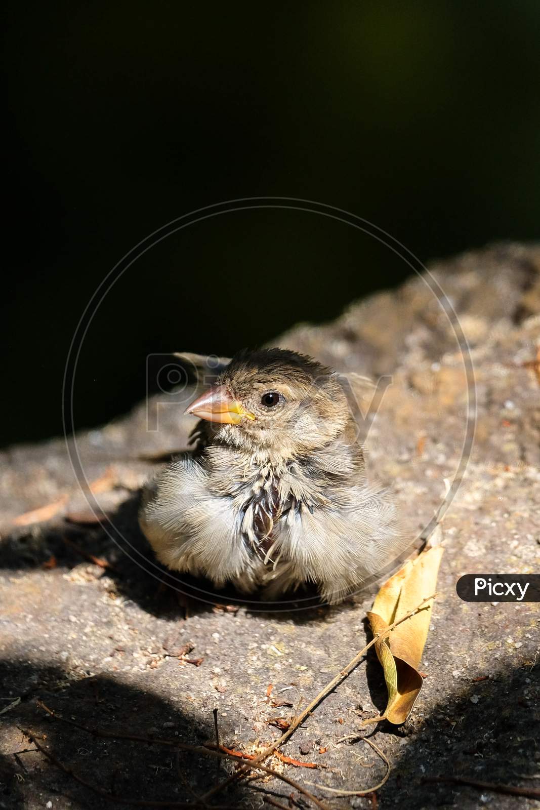Baby Sparrow (Passeridae) Resting On A Rock In The Sunshine