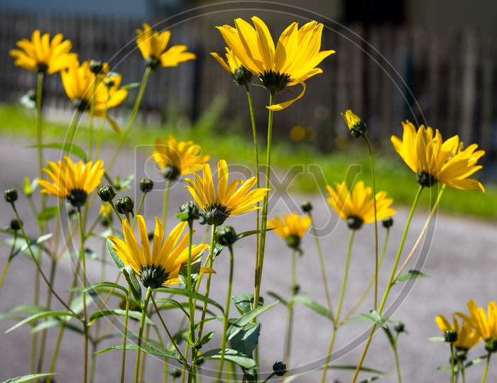 Black-Eyed Susan Flowers Blooming In A Garden In Cortina D'Ampezzo