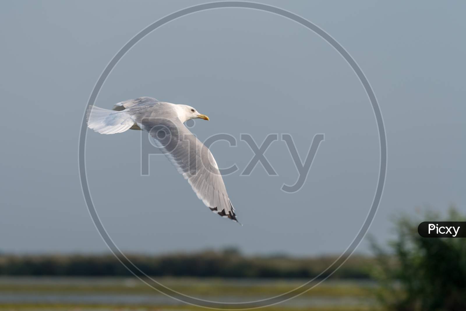 Seagull Flying Over The Danube Delta