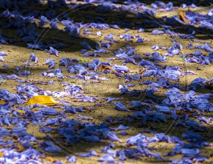 Blue Jacaranda (Jacaranda Mimosifolia) Petals On The Ground In Malaga