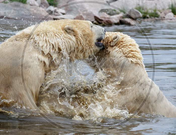 Polar Bears (Ursus Maritimus) Playing Together In The Water