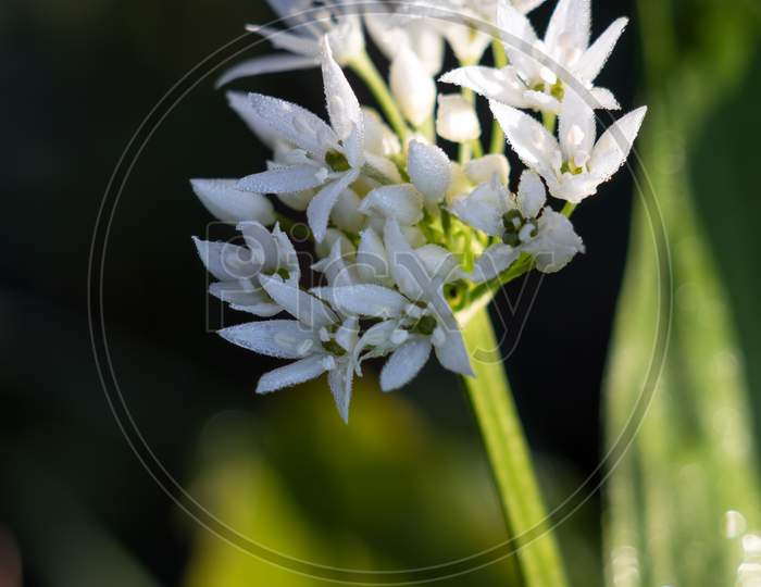 Early Morning Dew On A Sunlit Ramsons Or Wild Garlic Flower
