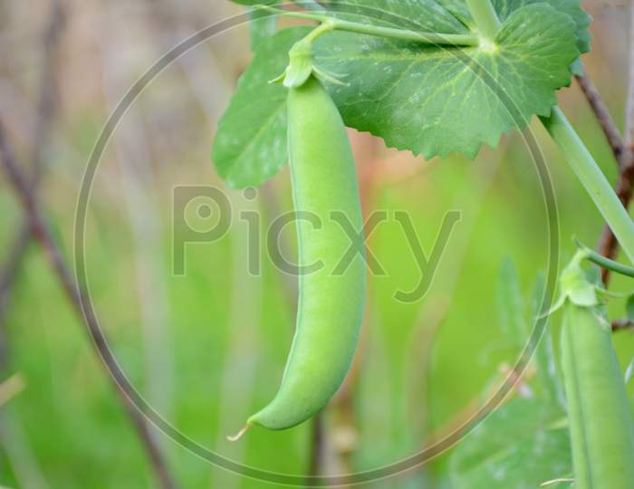 The Ripe Green Peas With Plant Seedlings In The Garden.