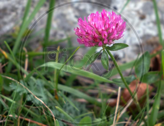 Alpine Clover (Trifolium Alpinium) Flowering On Monte Poieto In Italy