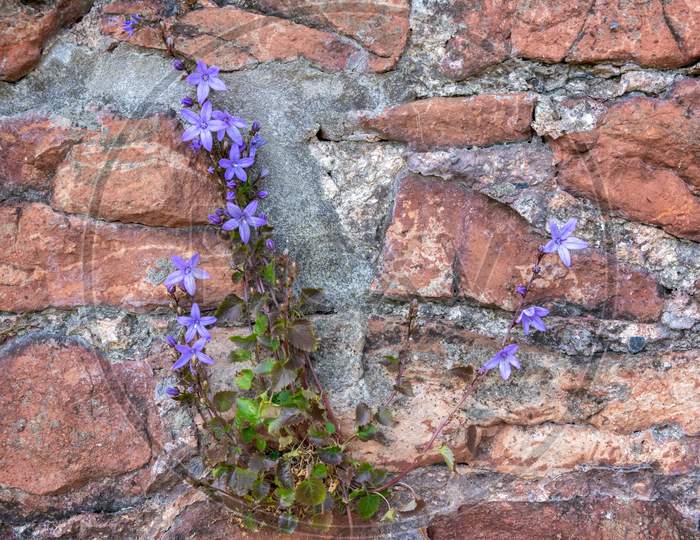Vine Growing On A Wall In Bristol Producing Small Blue Flowers