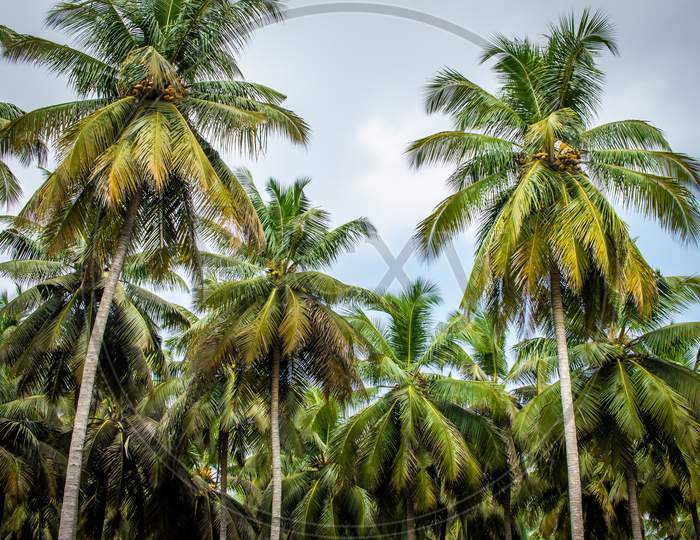 View Of Coconut Tree Plantation In Pollachi, Tamil Nadu, India