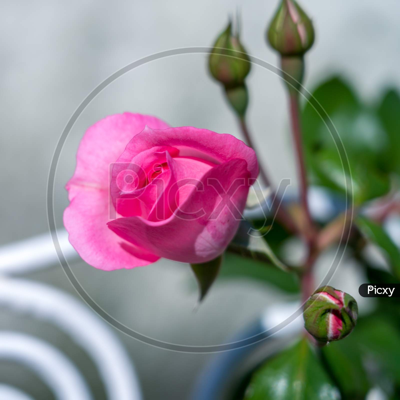 Pink Rose Flowering In Romania
