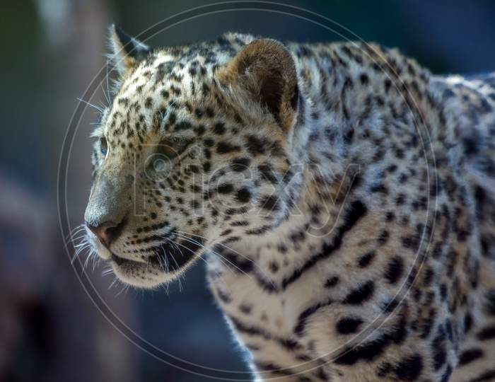 Jaguar At Loro Parque Zoo