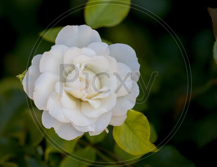White Japanese Camellia (Camellia Japonica) Flowering By Lake Iseo In Italy