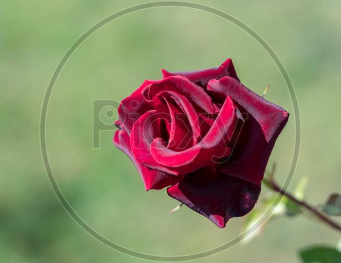 Red Rose Growing In Romania