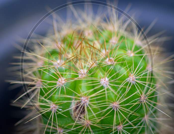 Golden Barrel Cactus Plant In A Pot And Its Spines Close Up Macro Photo, Beautiful Garden Plant Which Requires Less Water And More Sun.