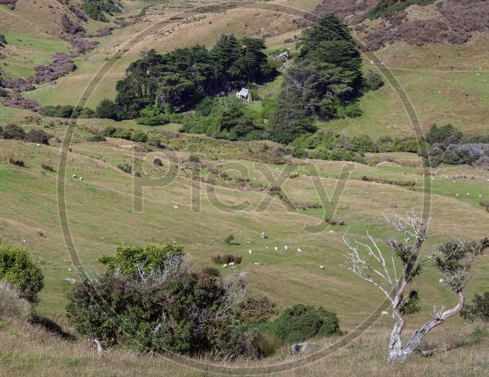 Scenic View Of The  Countryside In The Otago Peninsula