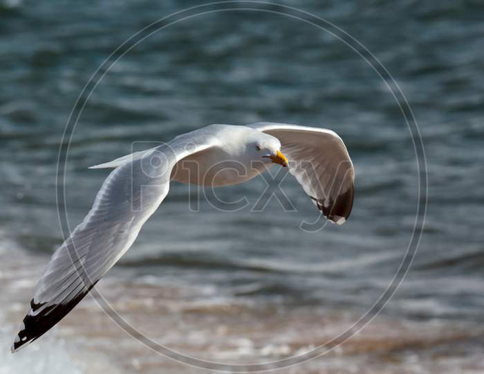 Common Gull (Larus Canus)