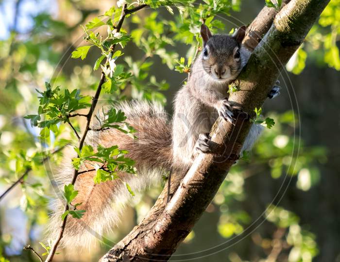 Grey Squirrel (Sciurus Carolinensis) Watching From A Tree