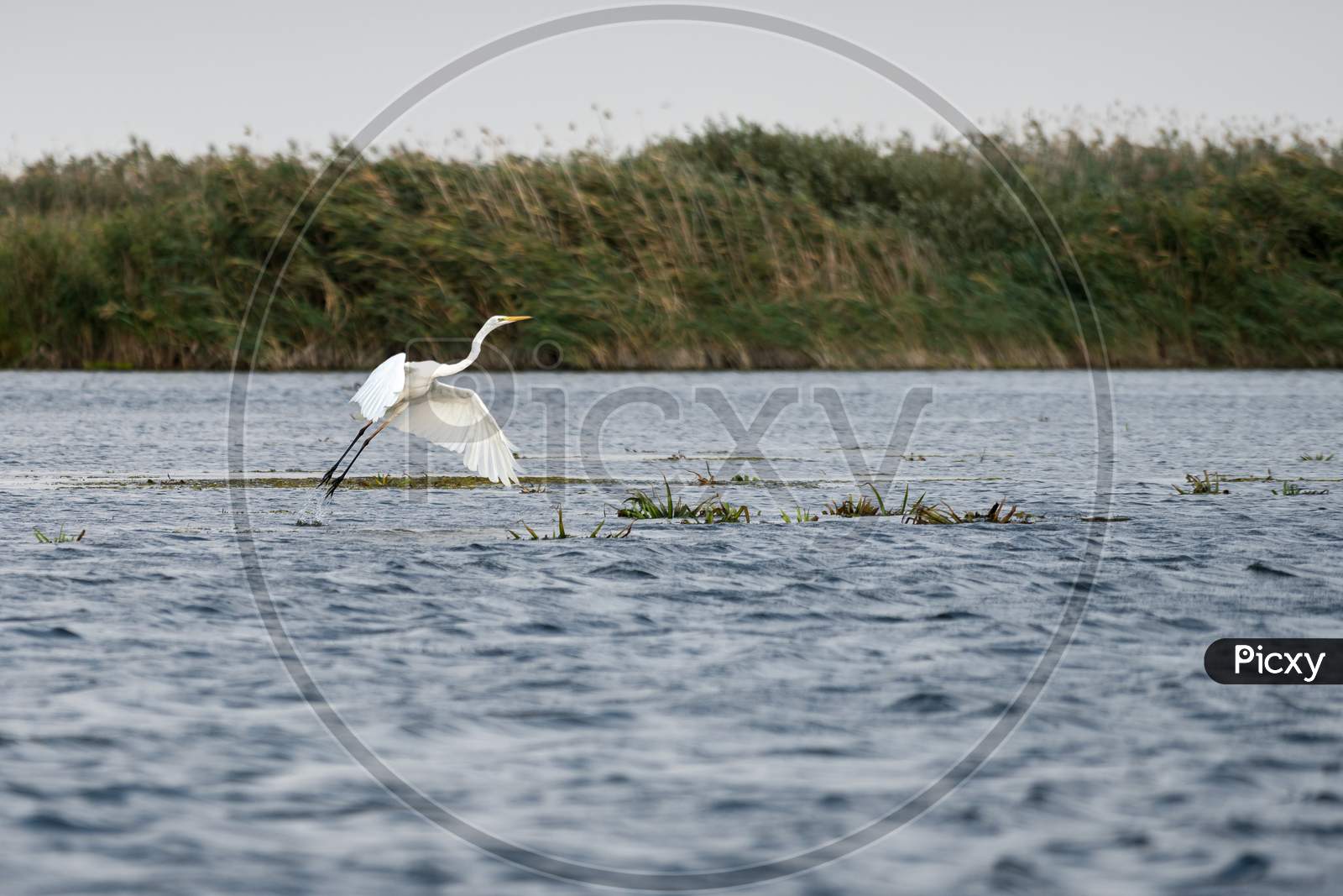 Great White Egret (Egretta Alba) In The Danube Delta, Romania