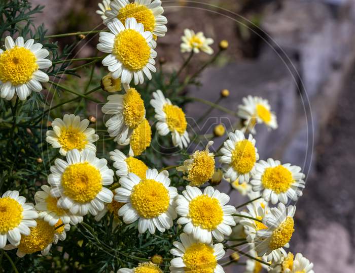White And Yellow Chrysanthemums Blooming In Riomaggiore Liguria Italy