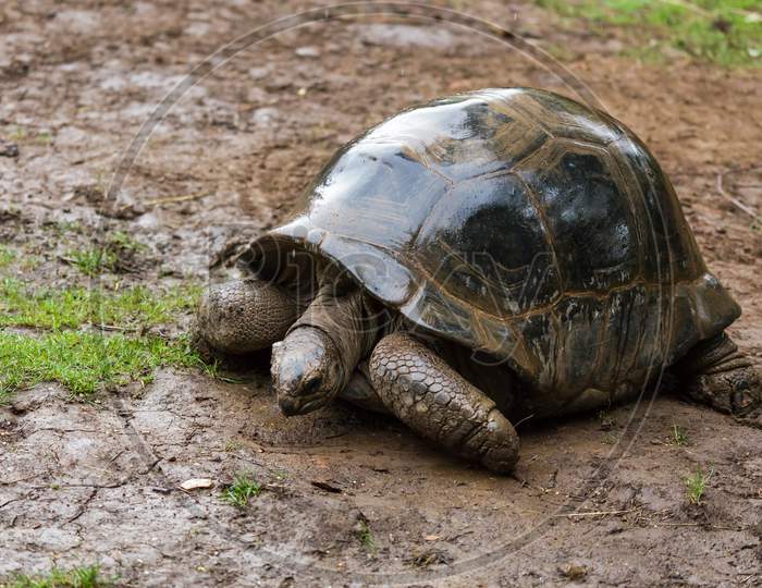 Possibly A Seychelles Giant Tortoise (Dipsochelys Hololissa) Extinct Species