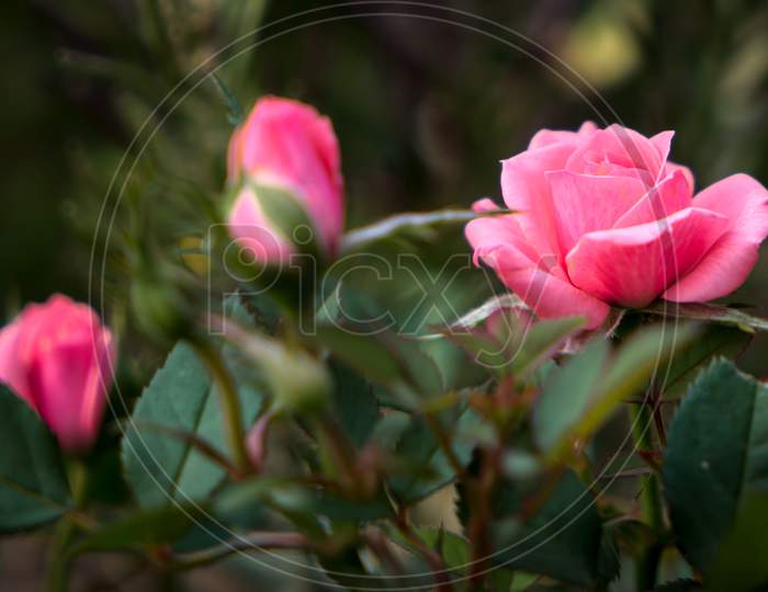 Miniature Pink Rose In Full Bloom
