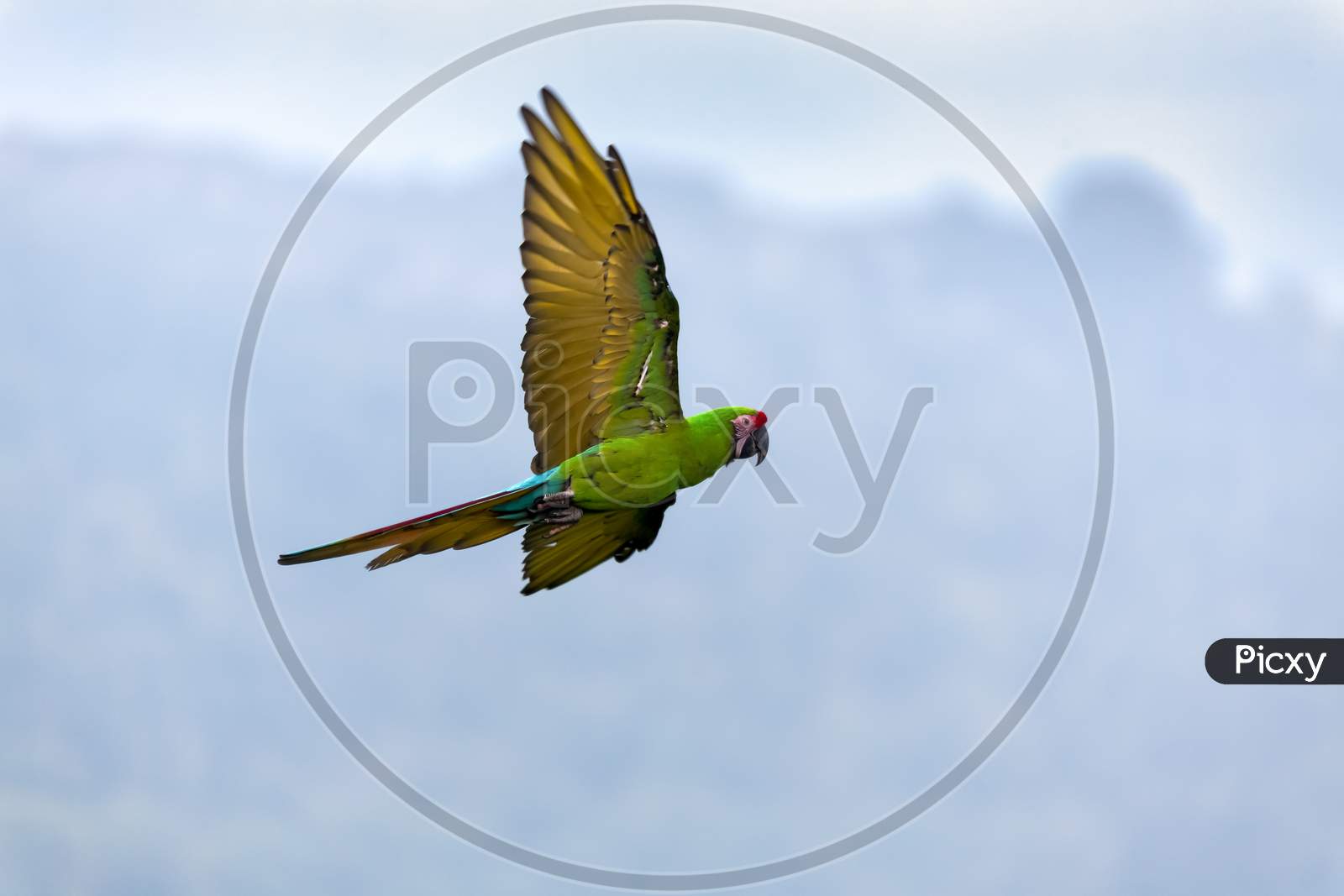 Military Macaw (Ara Militaris)