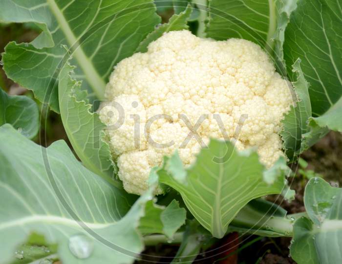The Ripe Green Cauliflower Plant In The Garden.