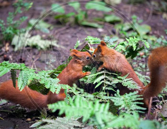 Two Eurasian Red Squirrels (Sciurus Vulgaris) Playing