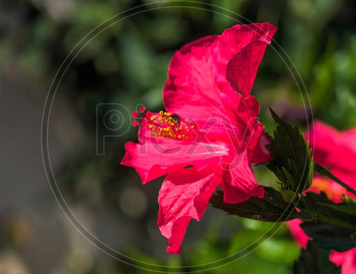Red Hibiscus Flower Blooming In Calahonda