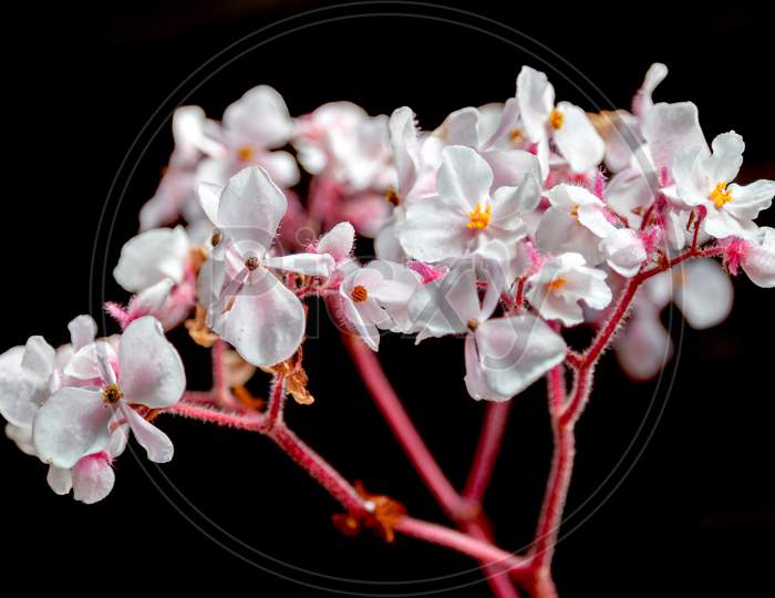 White Begonia Flowering In New Zealand