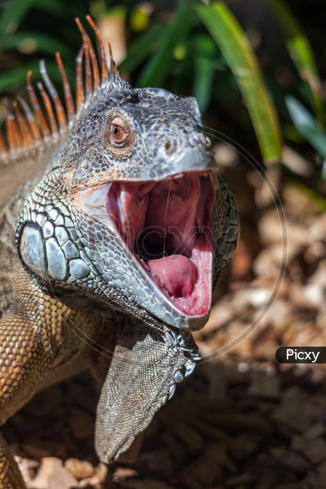 Iguana With Mouth Open