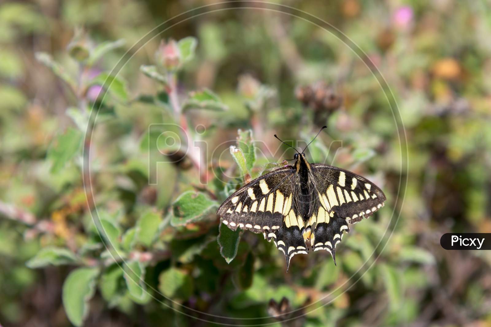 Close-Up Of A Swallowtail Butterfly In Tuscany