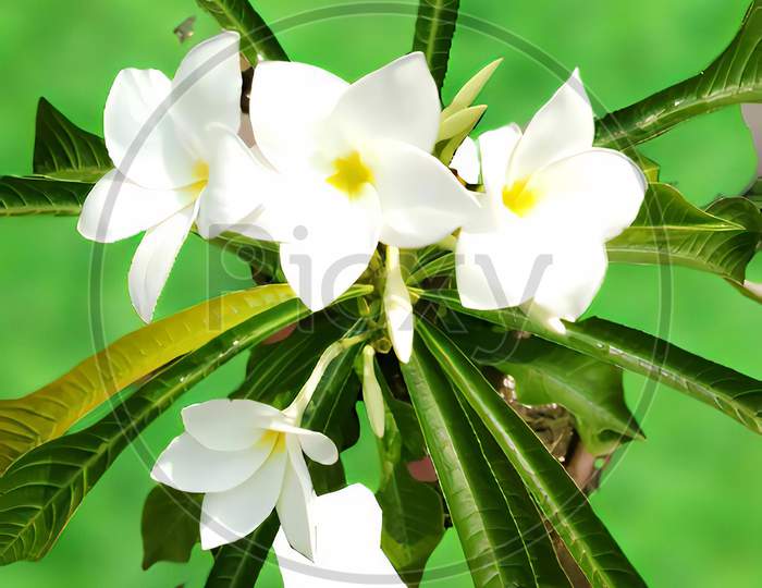 White Plumeria flower closeup image