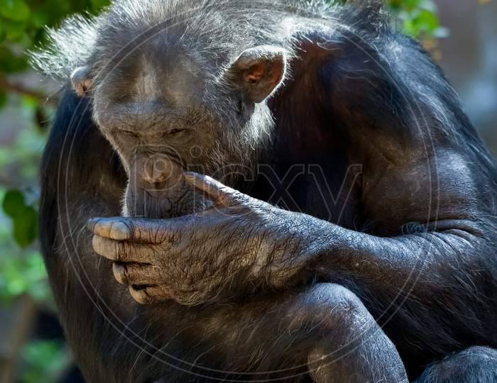 Chimpanzee Sitting In A Zoo