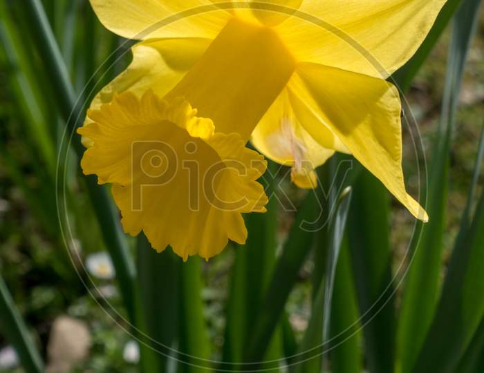 Golden Daffodil Flowering In The Spring Sunshine