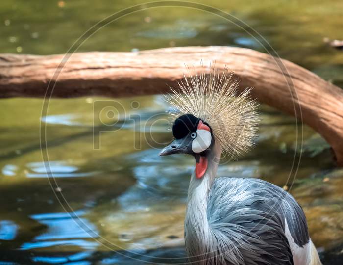 Black Crowned Crane At The Bioparc In Fuengirola