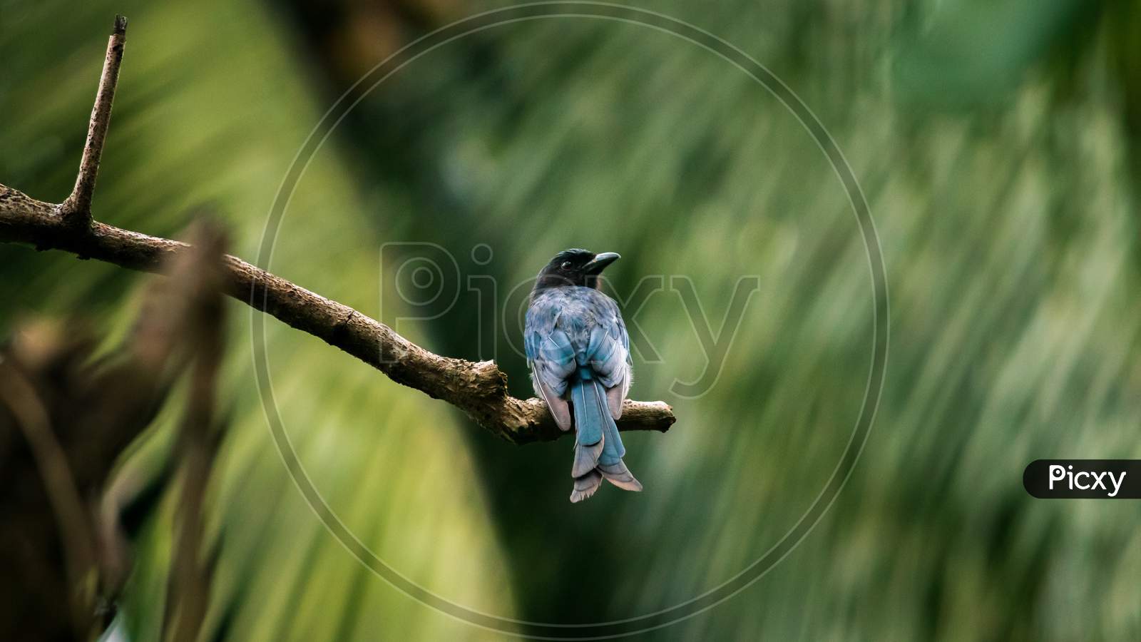 Fork Tailed Drongo Bird Perched In A Tree Branch And Watchful. This Beautiful Dark Color Bird Is Common And Can Be Seen Everywhere In Sri Lanka.