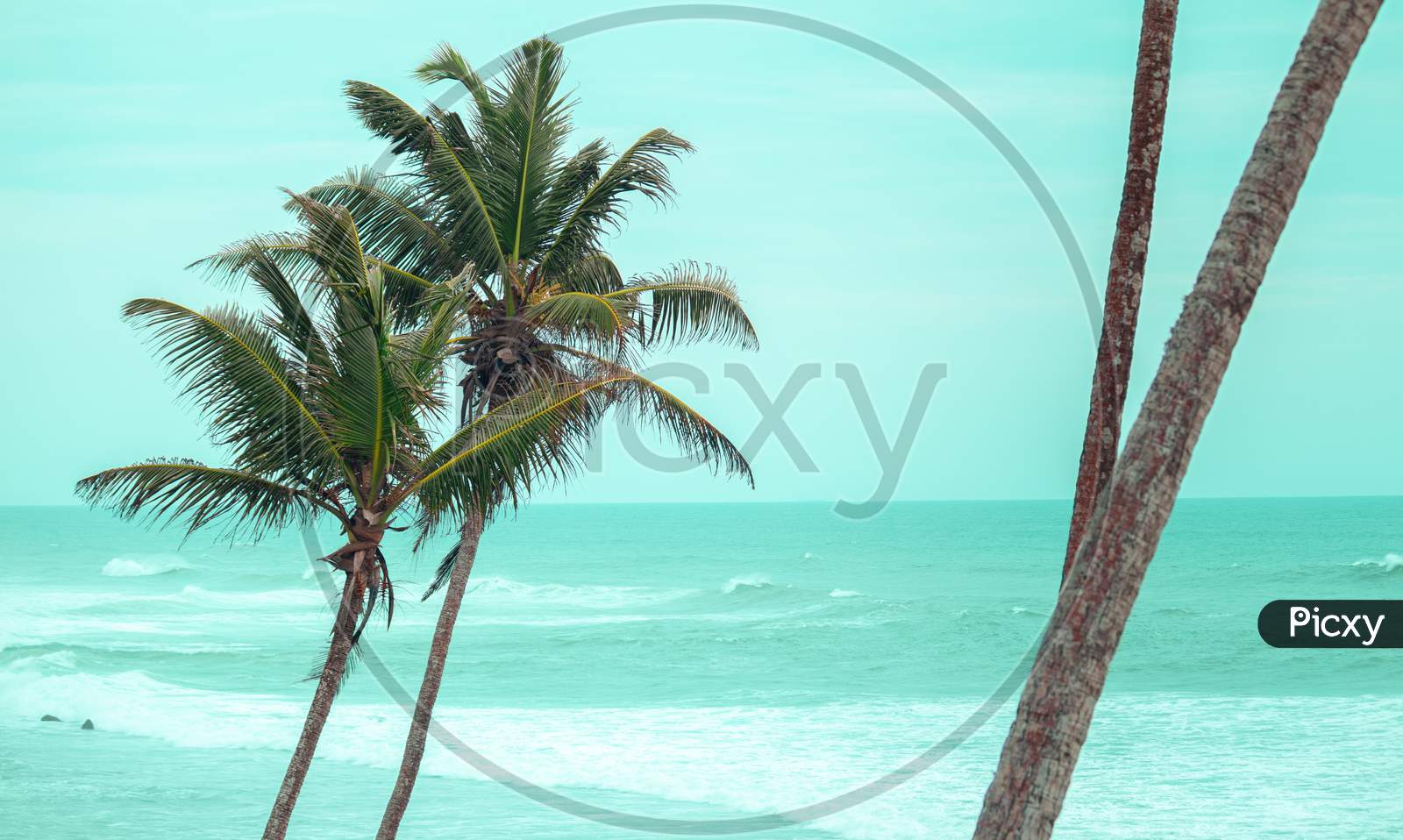 image-of-palm-trees-and-the-ocean-scenic-landscape-view-in-coconut