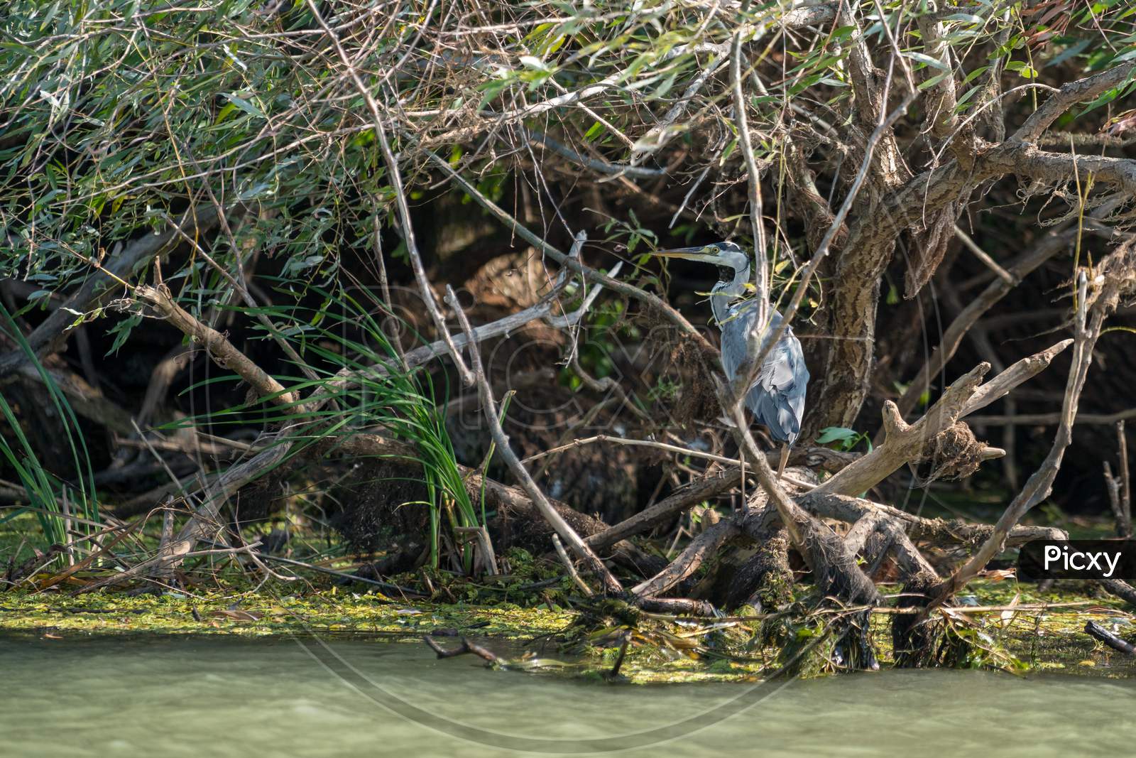 Grey Heron (Ardea Cinerea) In The Danube Delta, Romania