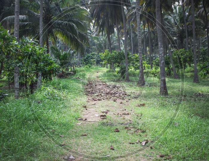 View Of Cacao Tree (Also Known As Theobroma Cacao) Plantation Within Coconut Tree Farm In Pollachi, Tamil Nadu, India. Selective Focus