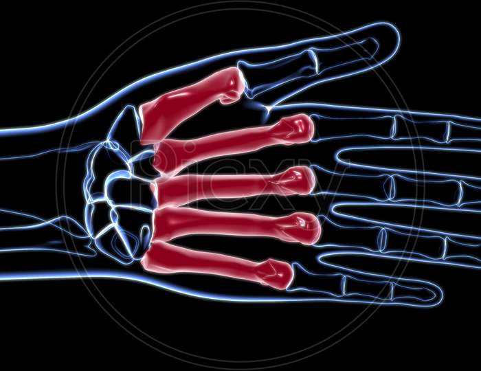 Human Skeleton Hand Matacarapls Bone Anatomy For Medical Concept