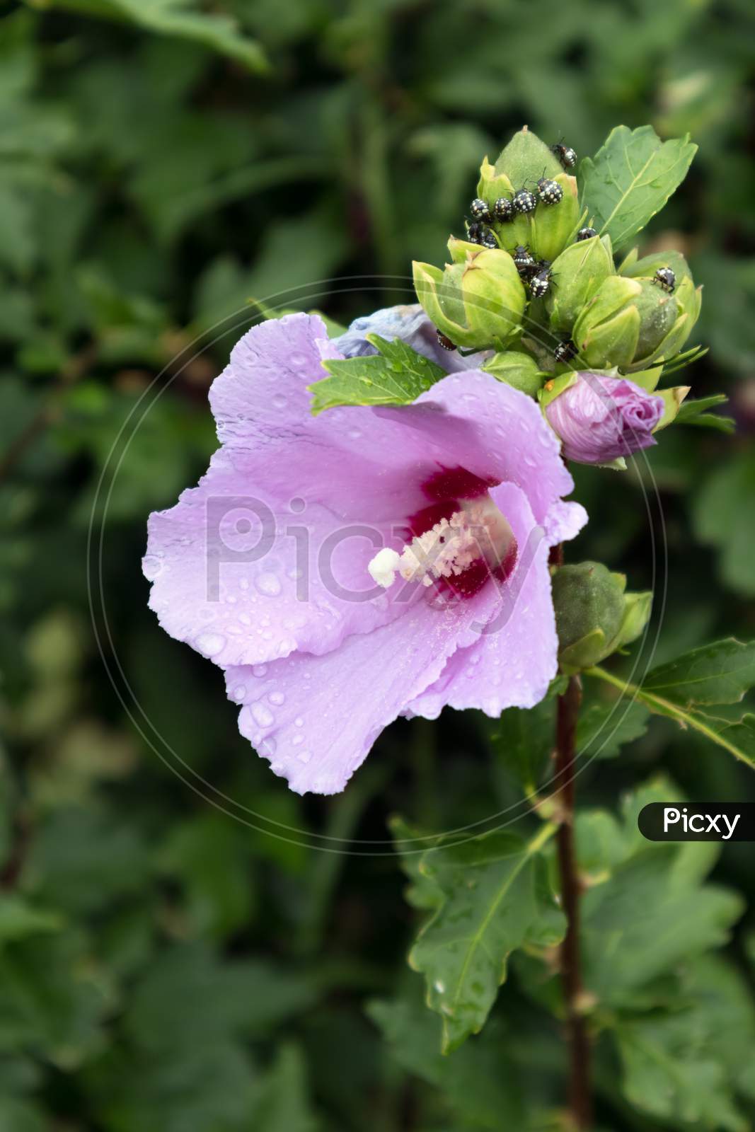 Hibiscus Shrub Growing And Flowering At Lake Iseo In Italy